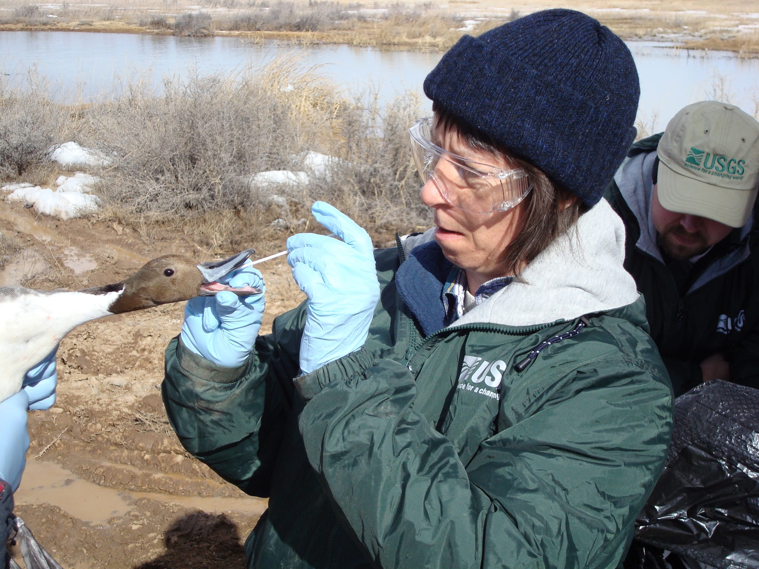 scientist swabbing a duck to test for flu