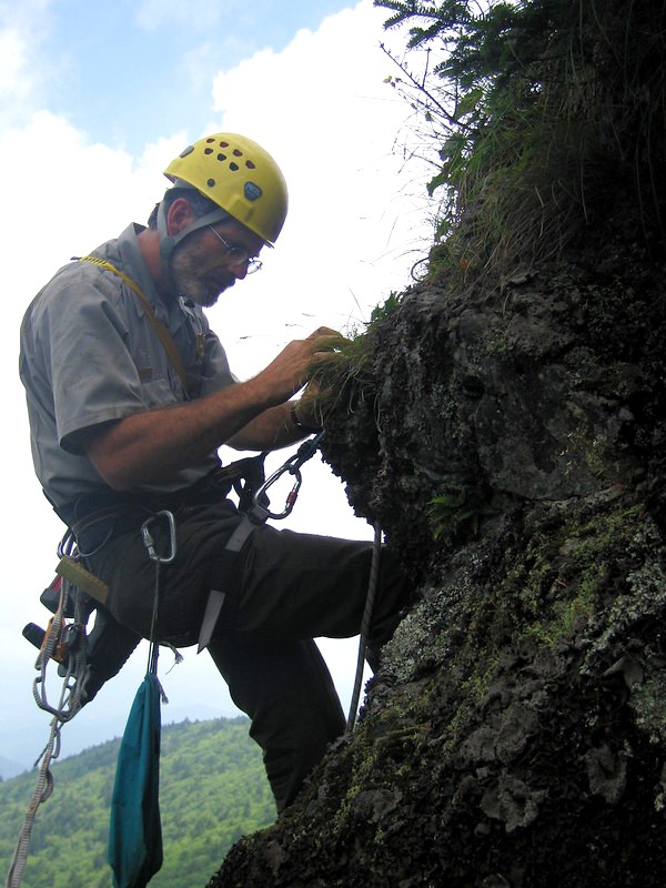 Man in helmet and climbing gear hang from the side of a rock face inspecting plants growing on the rock