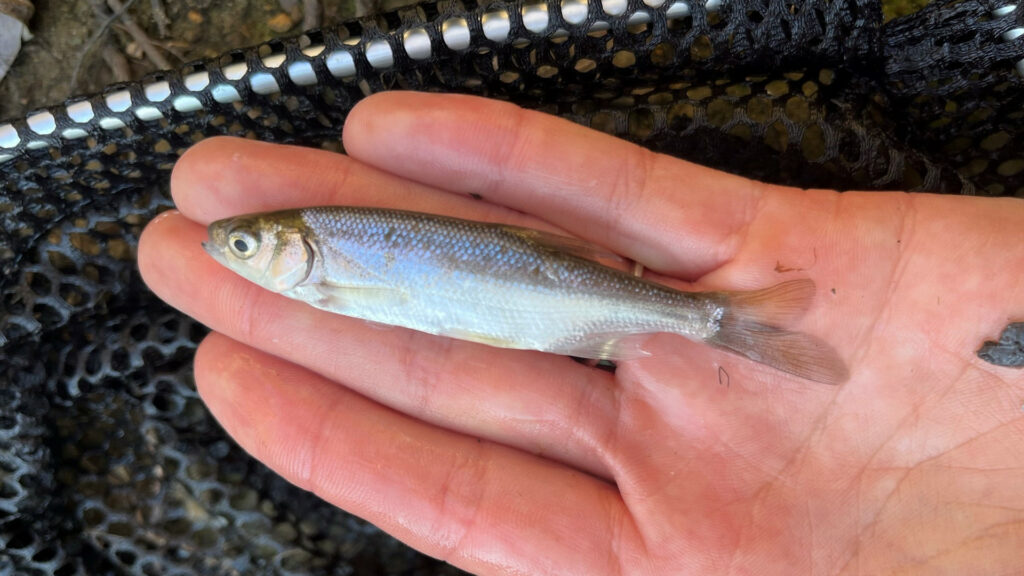 A fish the size of a human finger, held in a hand