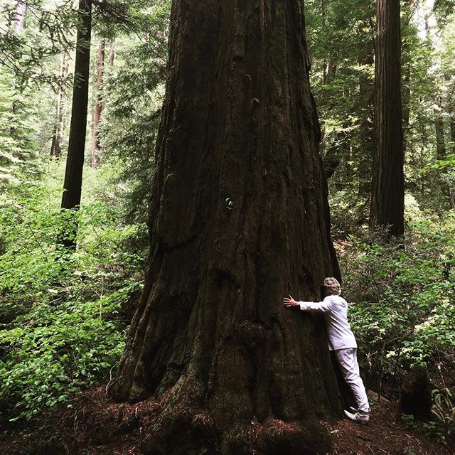 A man in a white suit hugs a giant redwood