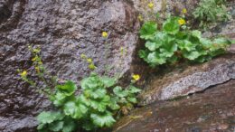 two clumps of green leaves with yellow flowers in the crack of a rock