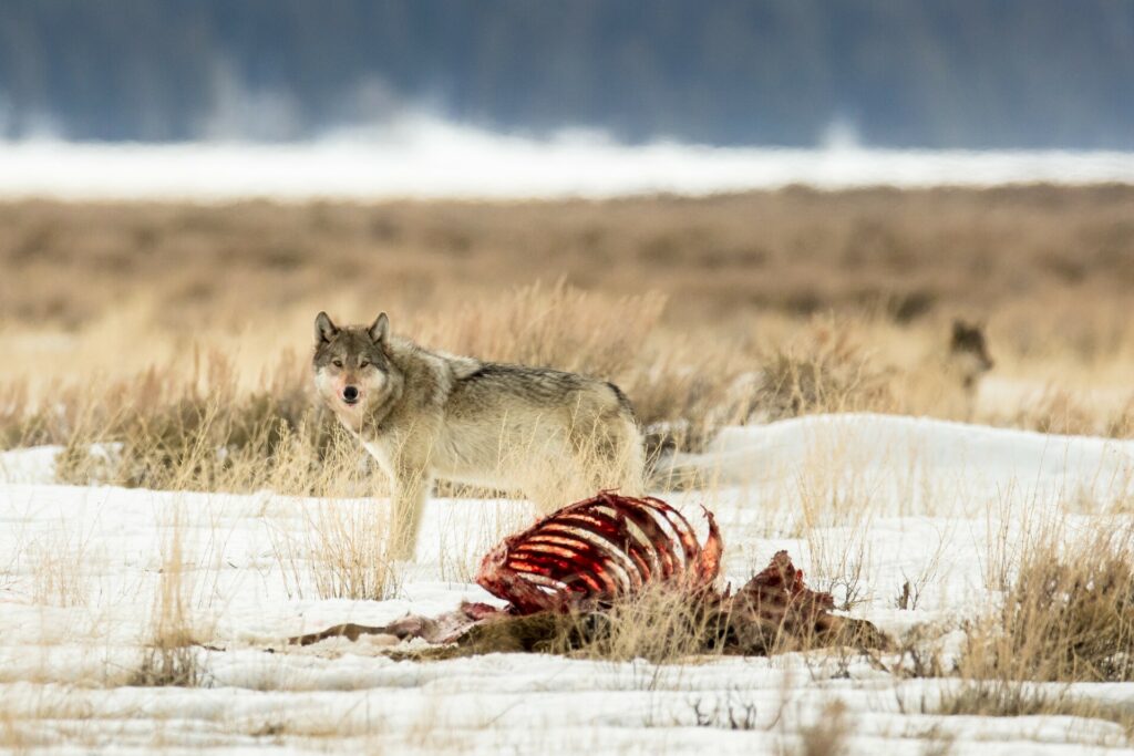 Wolf standing in snow near carcass