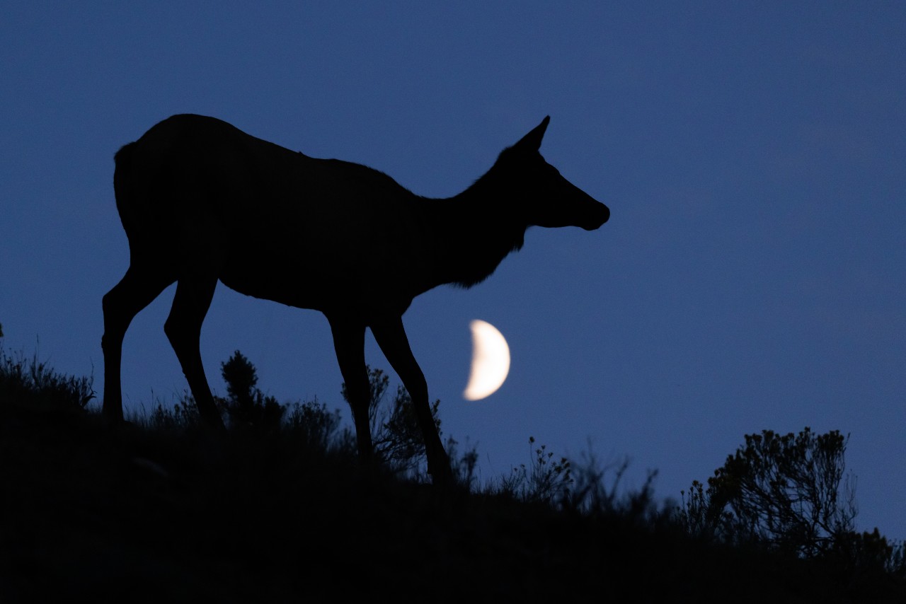 An elk silhouette with moon