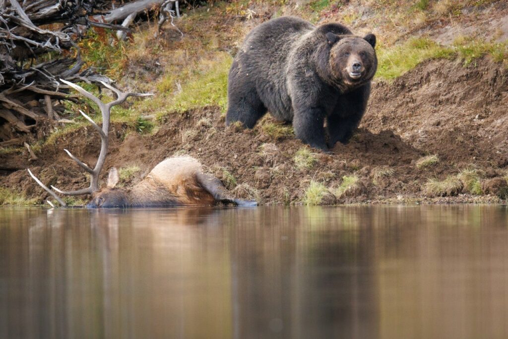 The Battle Over Hunting and Predators in Greater Yellowstone • The ...