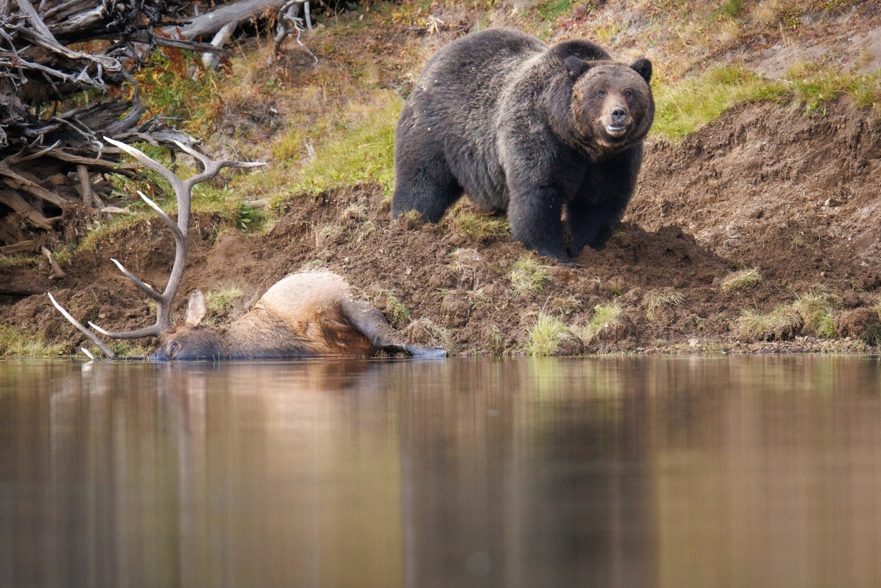 Grizzly stands near a dead elk at the edge of water 