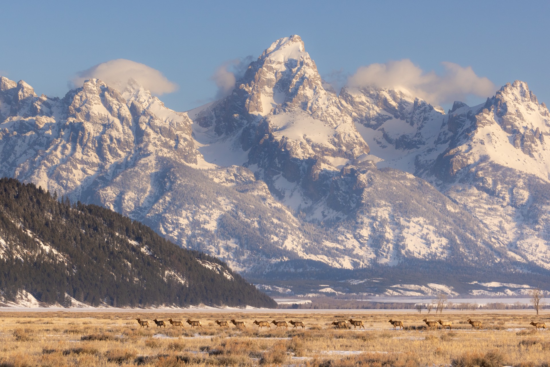 A line of elk crosses a field with snowy mountains in the background