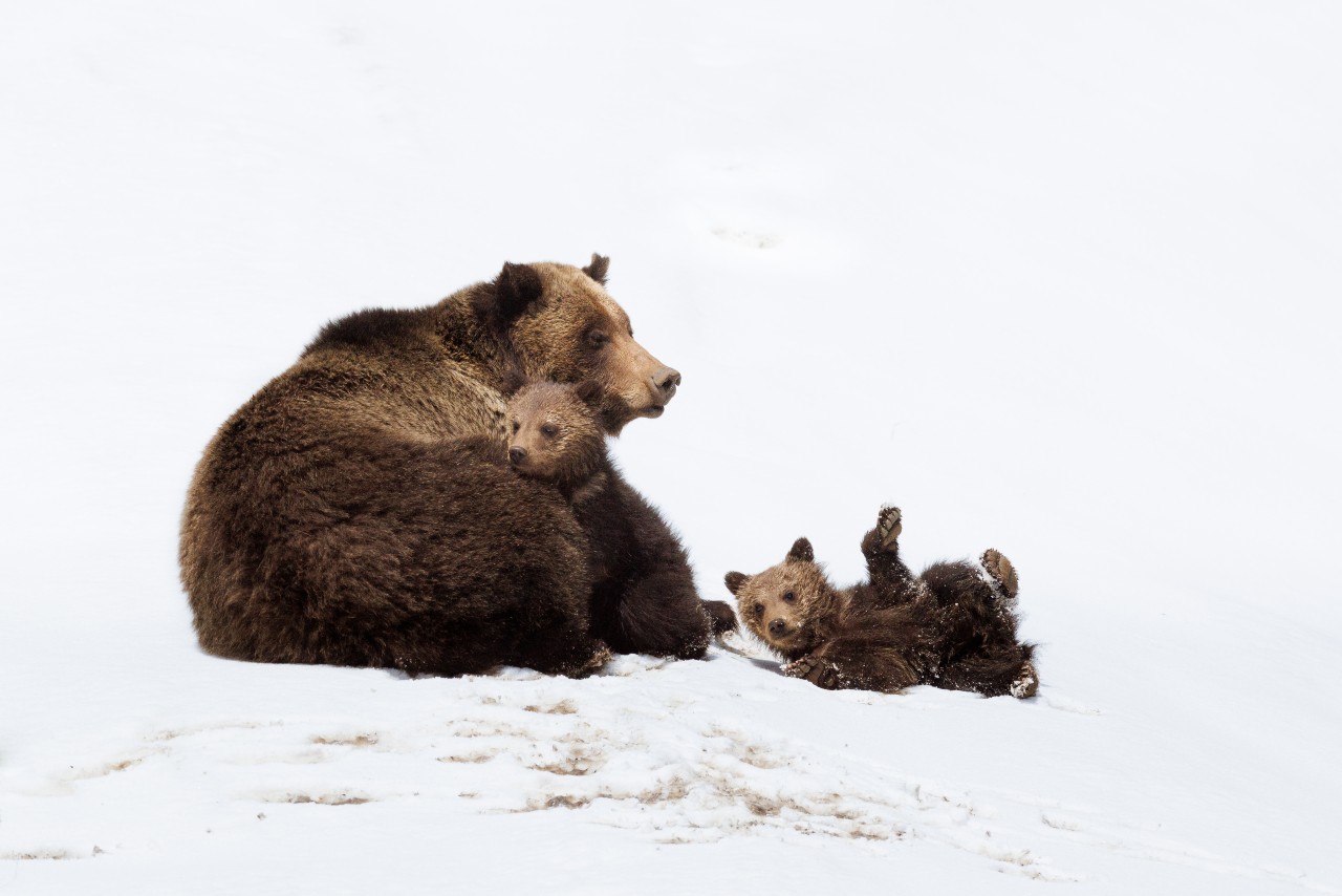 A grizzly and her cubs lying on the ground