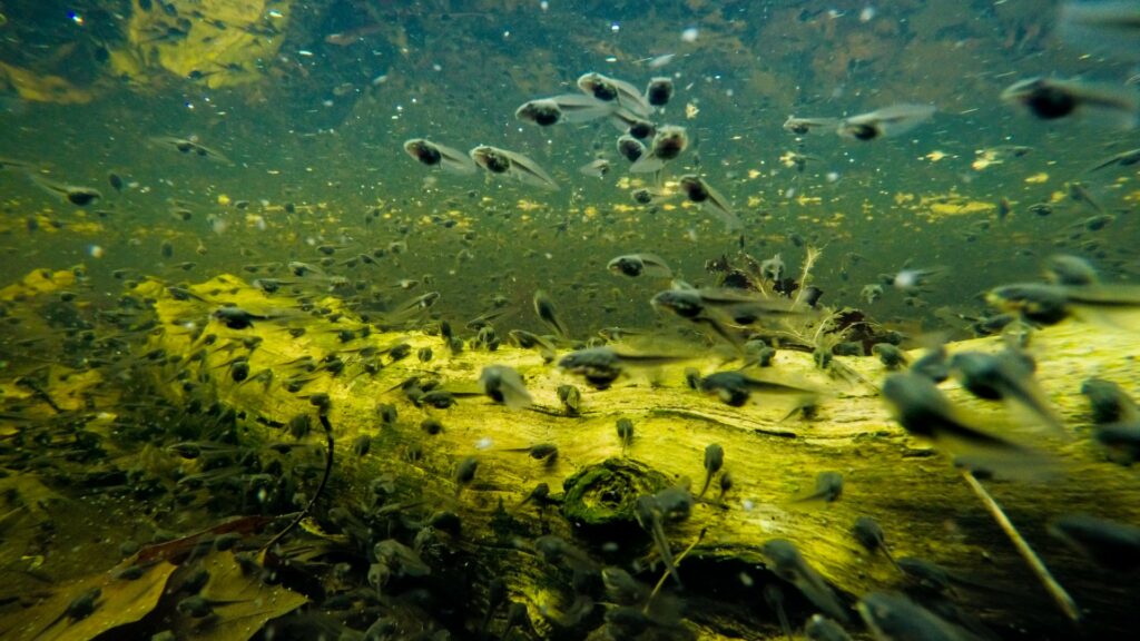 tadpoles underwater