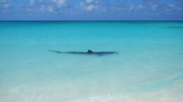Tiger shark visible in shallow water in light blue colored sea