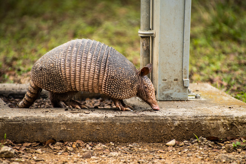 An armadillo on a cement structure
