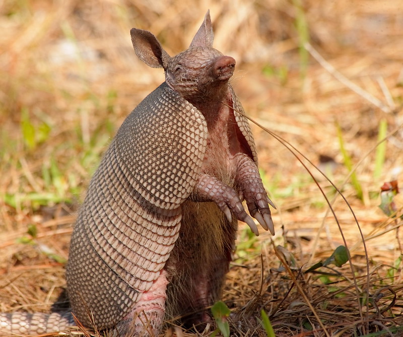 An armadillo stands on its hind legs