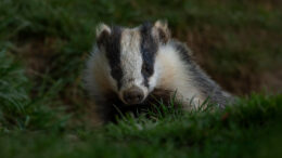 A badger emerges from a burrow