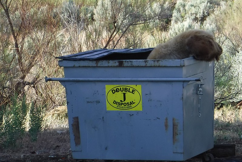  A bear cub rummages around in a dumpster 