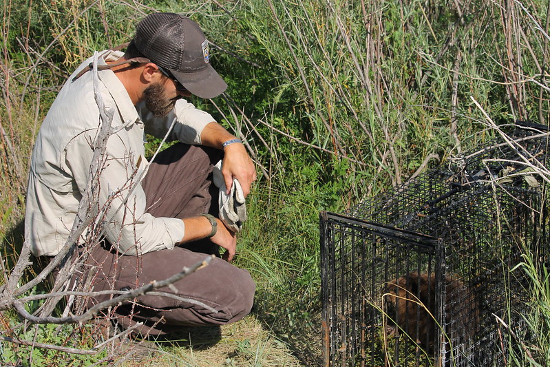 A wildlife manager overlooks a small beaver in a wire cage