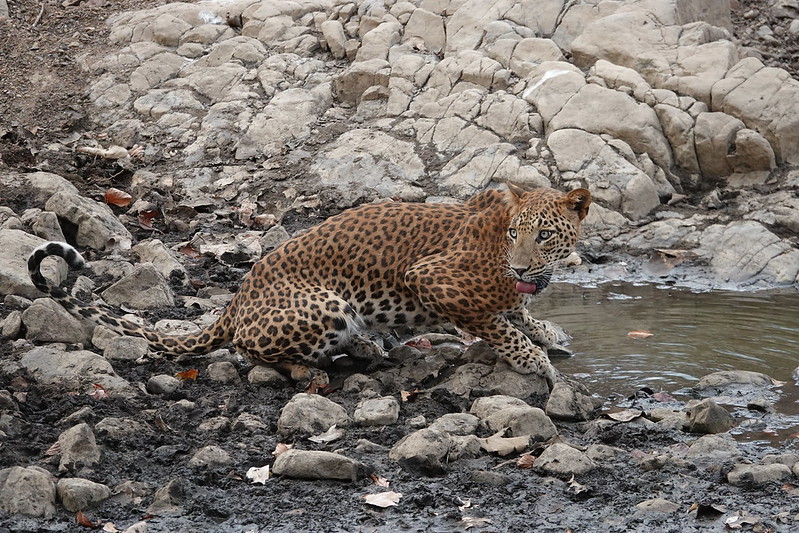 A leopard crowches among the rocks in a waterway