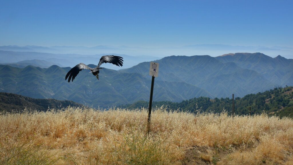 A condor flying low over ground with mountains in the distance