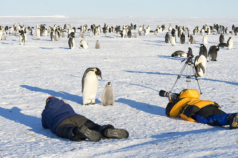 two people on the ground photographing penguins