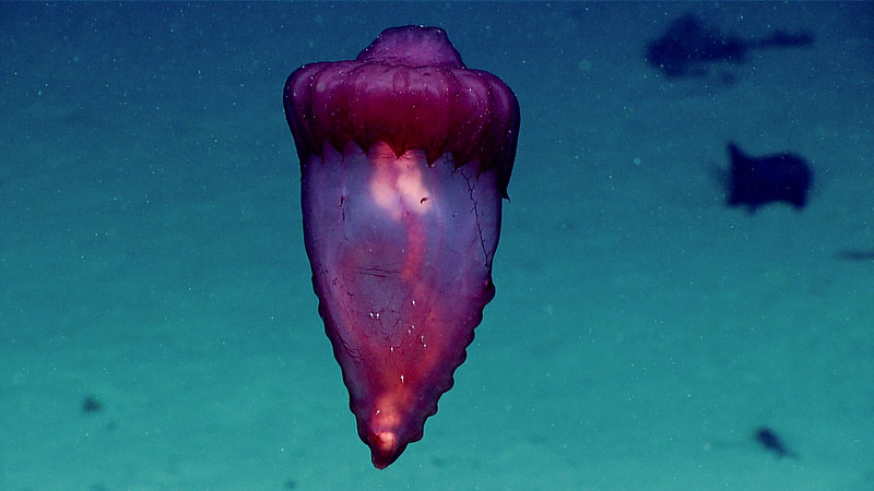 Floating pink sea cucumber in blue-green sea