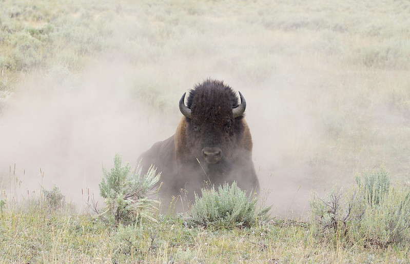 bison laying down in the dirt