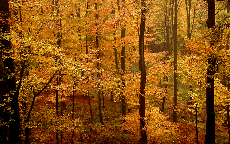 beech forest in fall with yellow leaves