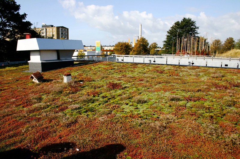 red and green sedges and grasses on a rooftop