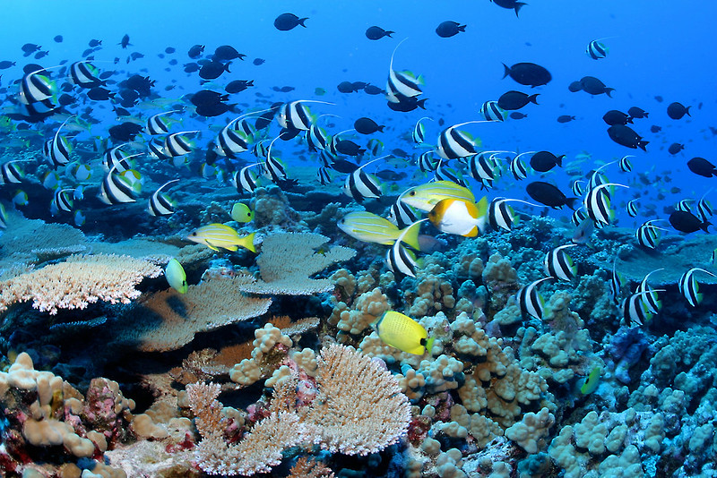 black and white and yellow fish swimming alongside a coral reef