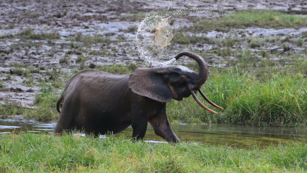 A forest elephant sprays water over its back