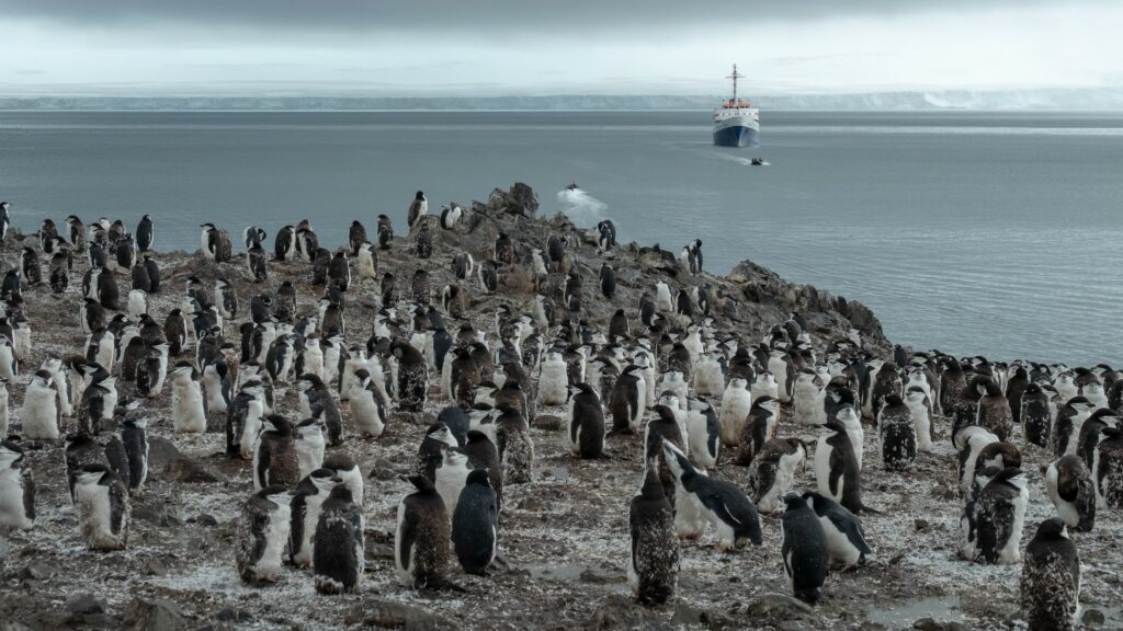 penguins standing on a rock bluff with a large boat approaching from sea