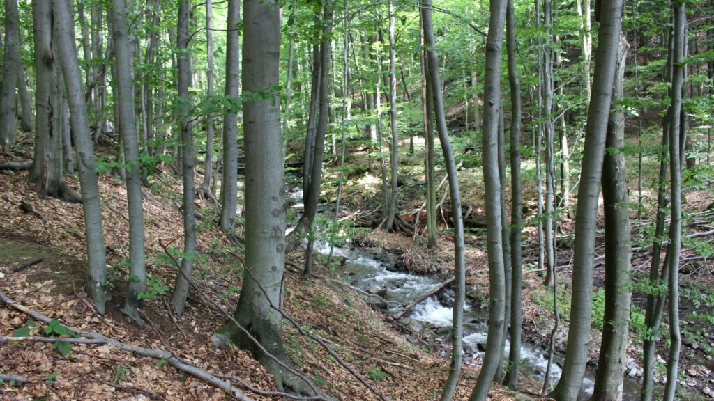 beech trunks with green leaves in forest with creek running through