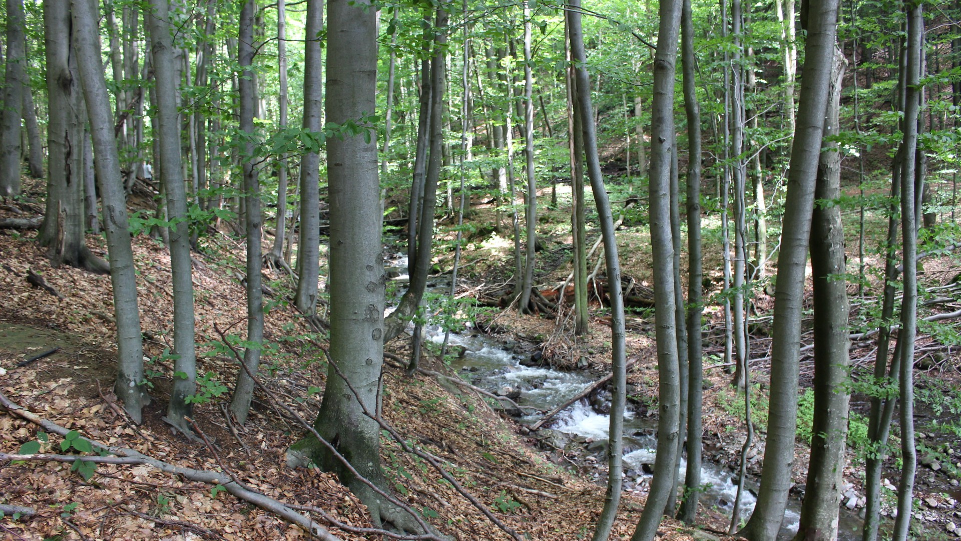 beech trunks with green leaves in forest with creek running through