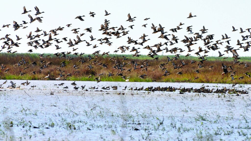 Flock of waterfowl leave flooded field