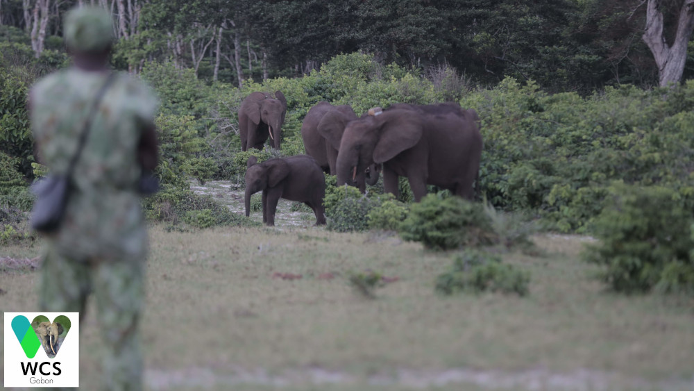 A man in camoflage looks over a family of elephants emerging from the forest.