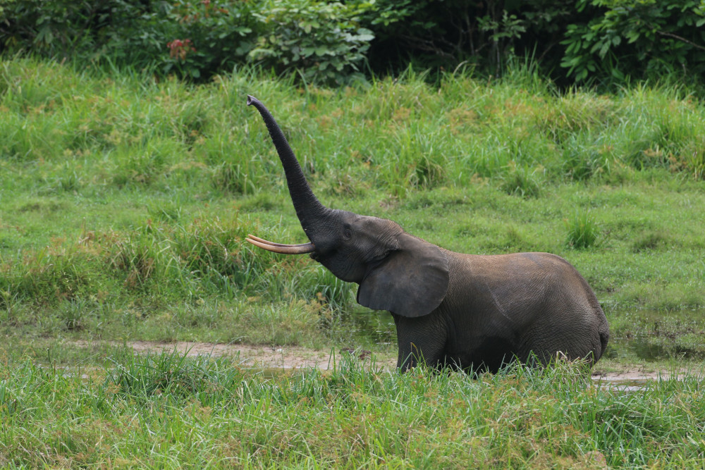A forest elephant with its trunk in the air.