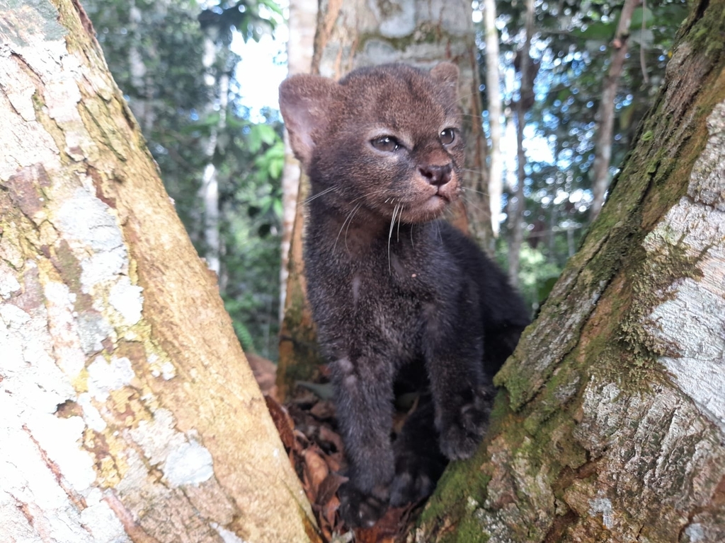 A jaguarini cub in a tree