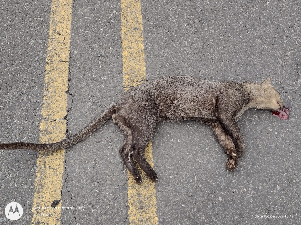 A bloody jaguarini body on a road