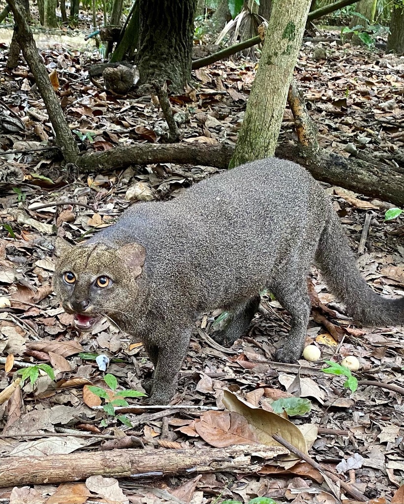 jaguarini on a leafy forest floor