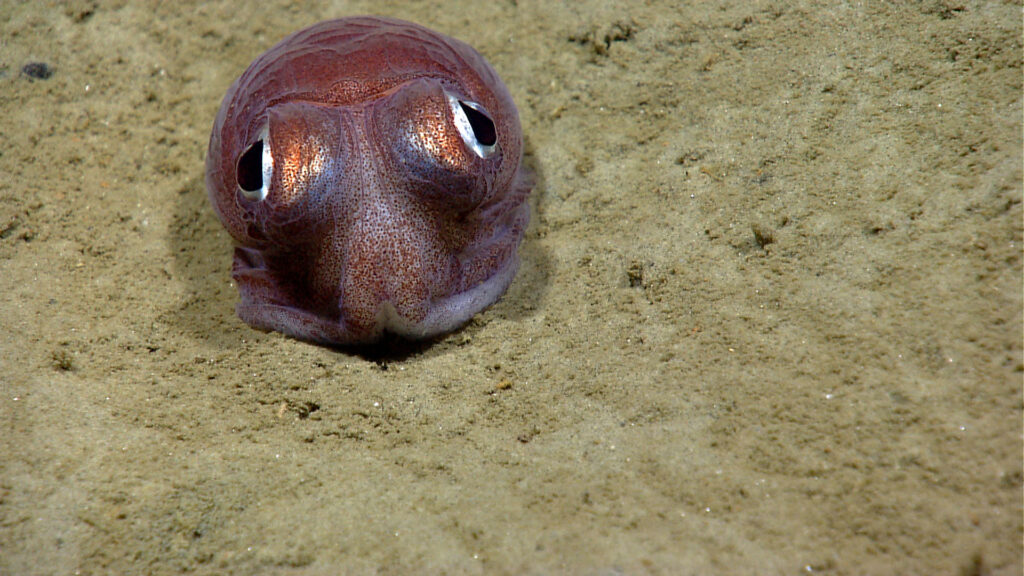 pink colored squid sits on the sandy bottom of ocean floor