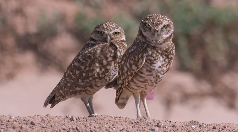 two burrowing owls standing side-by-side
