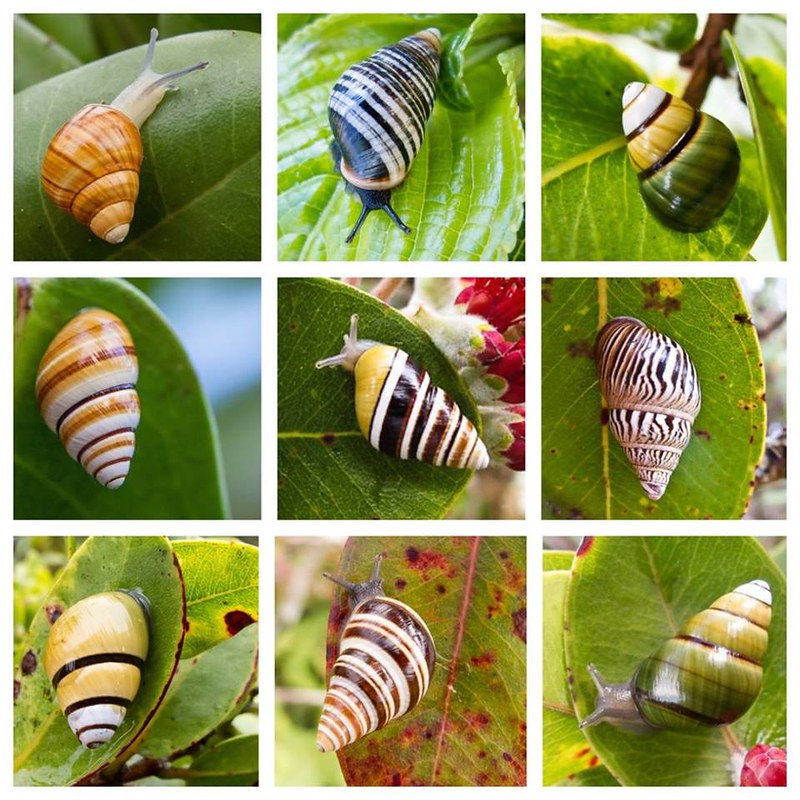 Nine snails photographed on leaves