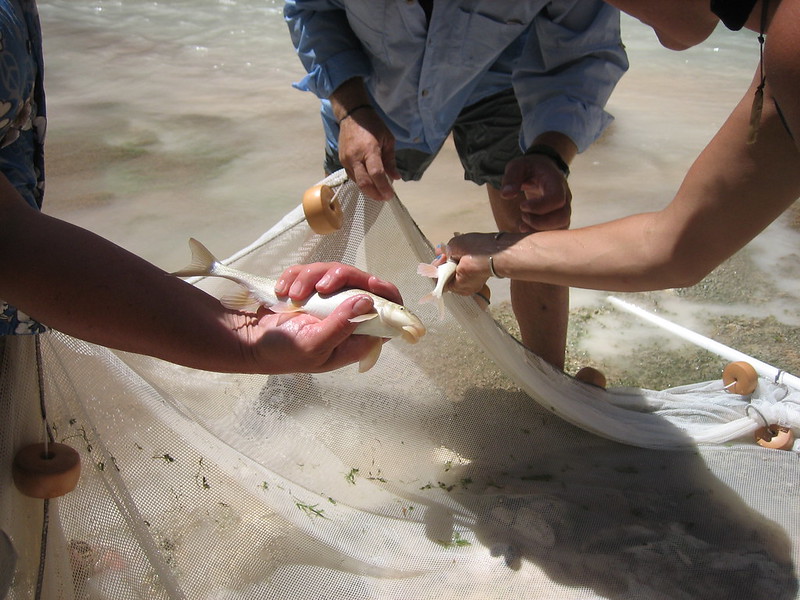 fish being held in hand after caught in net