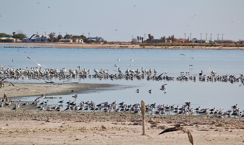 birds line shore of lake