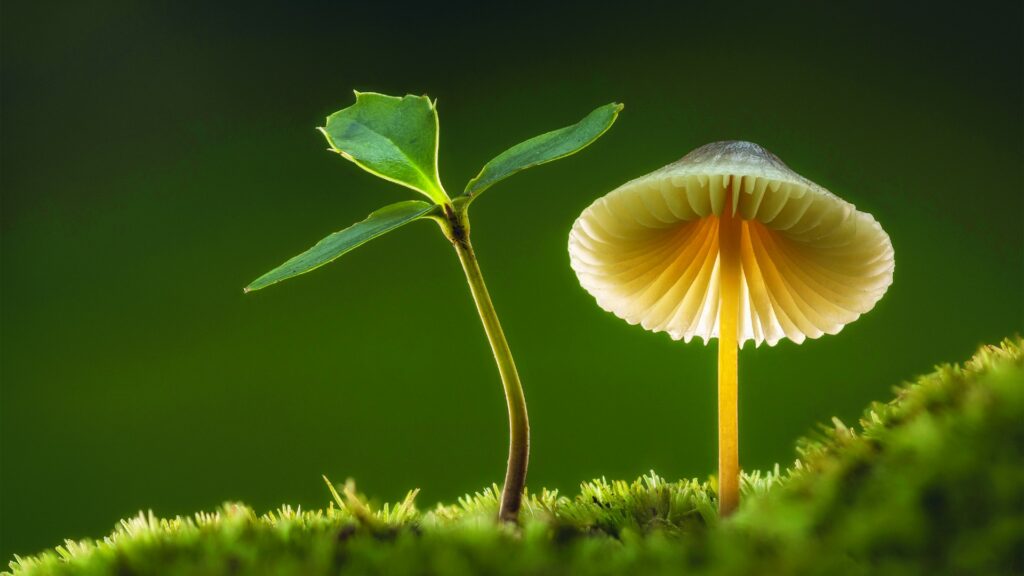 seedling and mushroom growing side-by-side on moss covered surface