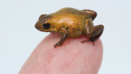 A tiny frog sits on the tip of a human finger
