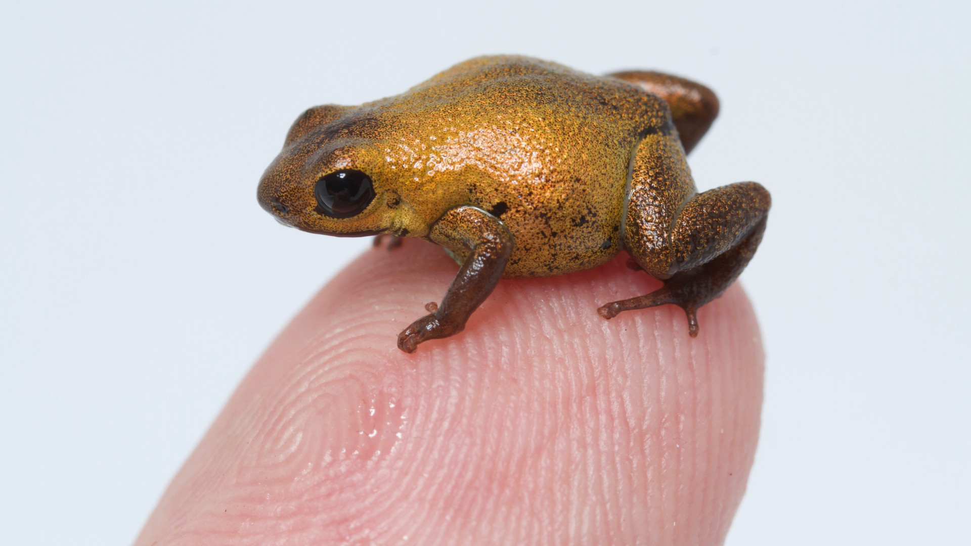 Frogs vs. Climate Change: How Long Can They Stand the Heat? • The Revelator