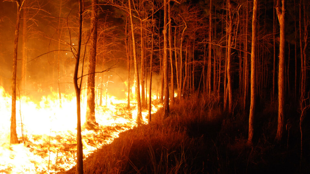 A wildfire burns through a forest