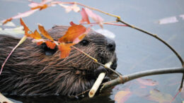 A beaver chews on a twig.