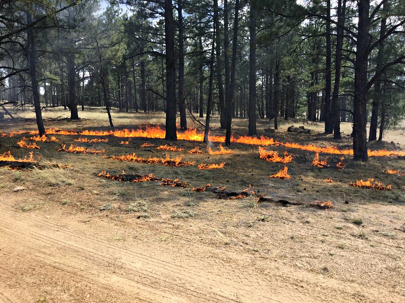fire burns along the ground of forest