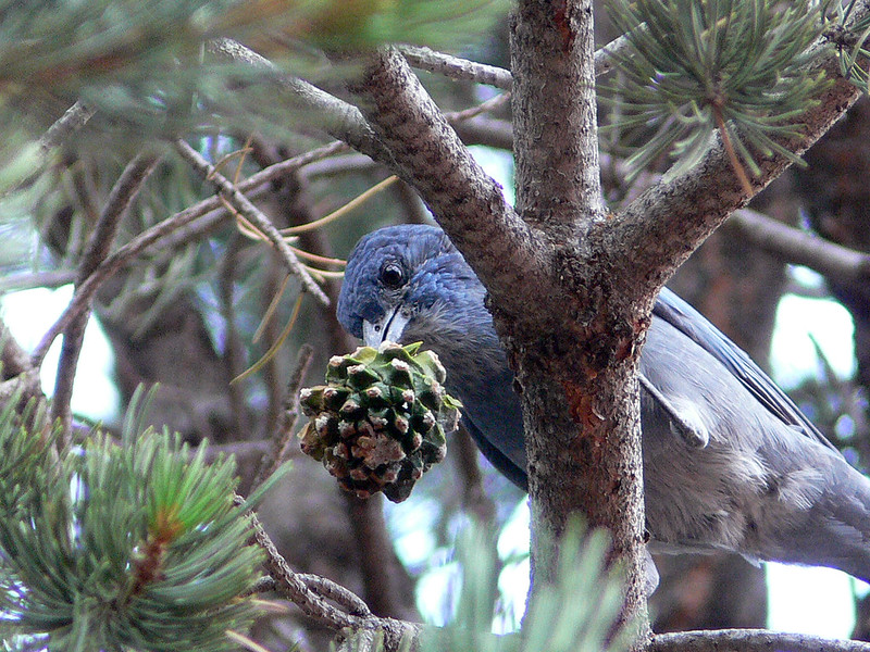bird in tree holds pine cone in its mouth