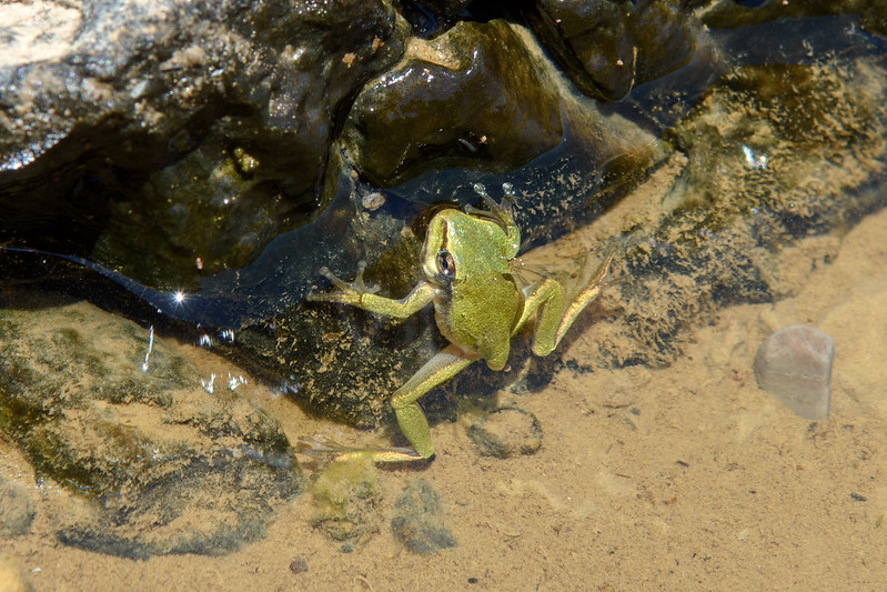 frog in shallow clear water