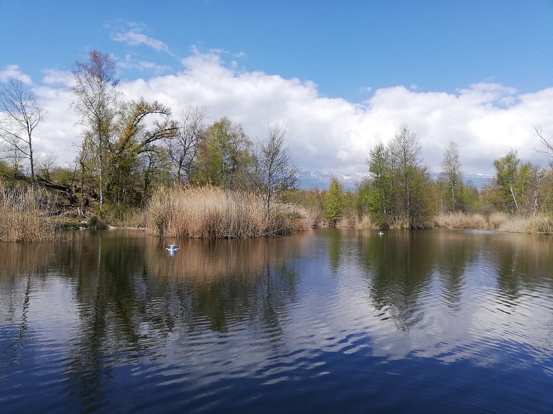 Pond with vegetation on the banks